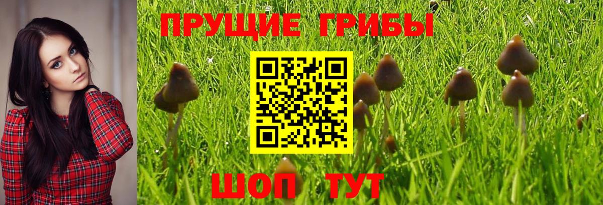 Псилоцибиновые грибы MAGIC MUSHROOMS Ишим